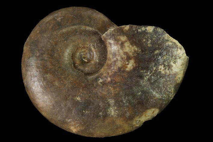 Bathonian Ammonite (Oppelia) Fossil - France #152730